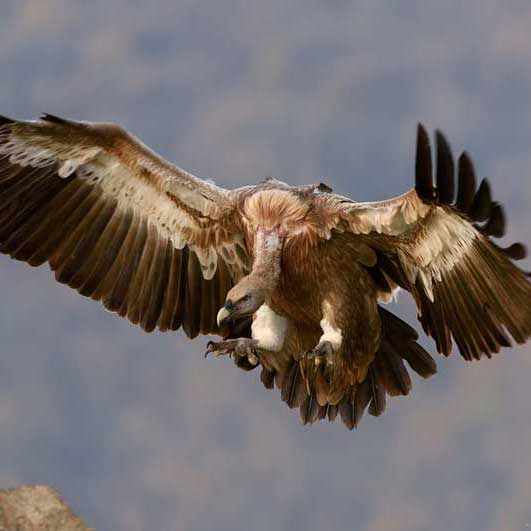 CC在线压力测试